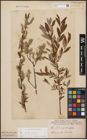 Foto von Salix aurita L. x Salix repens L.